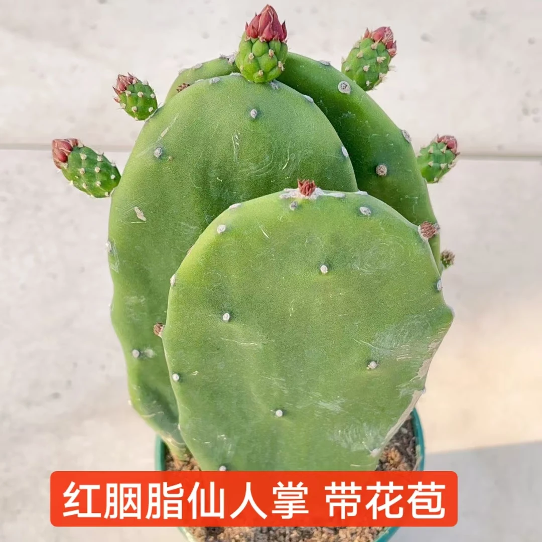 【带花苞】新品种仙人掌红花胭脂开花阳台盆栽可食用仙人掌花卉多肉