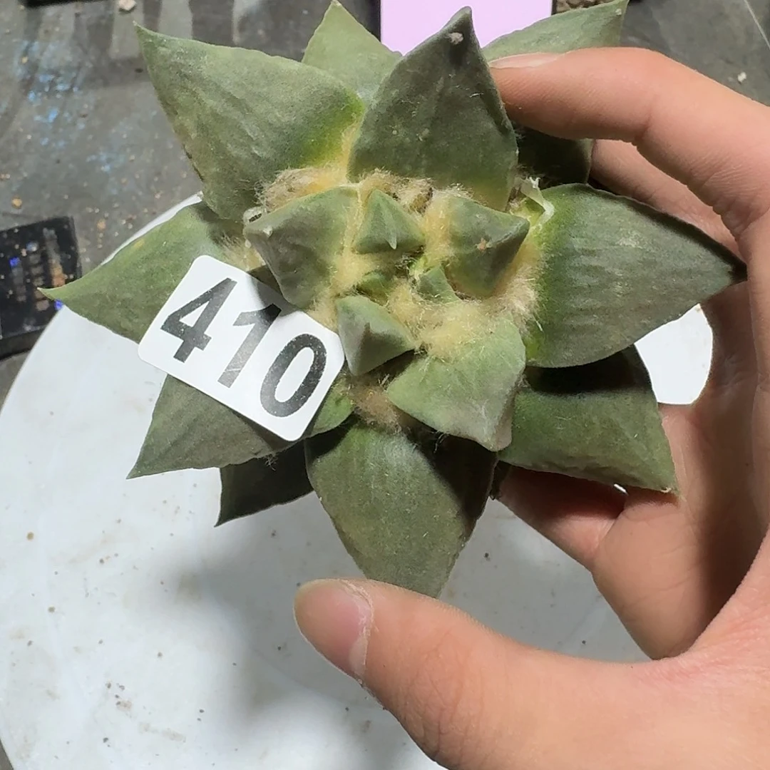 百***货410号仙人球无根福利