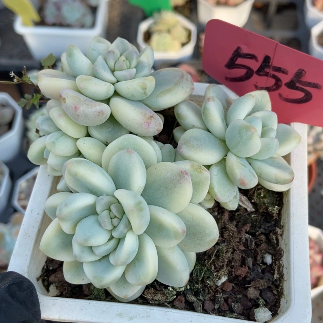 555劳尔锦多肉植物