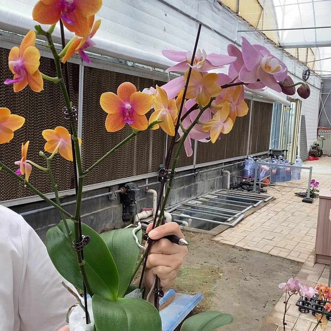 完全开放相恋，帕多瓦两颗组合333