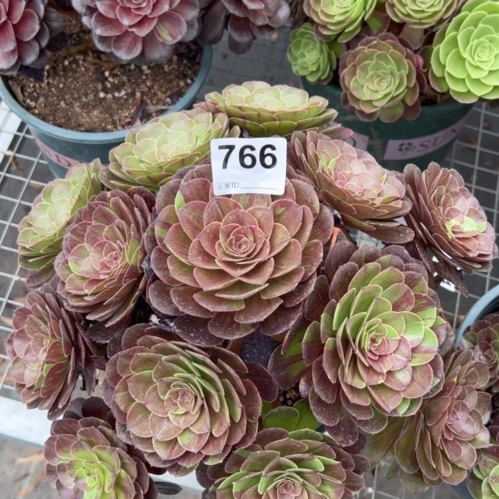 766花月夜30厘米左右