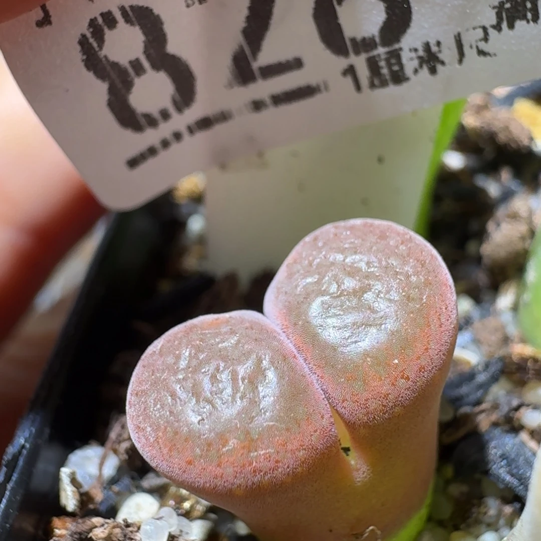 Sss生石花便宜卖了828