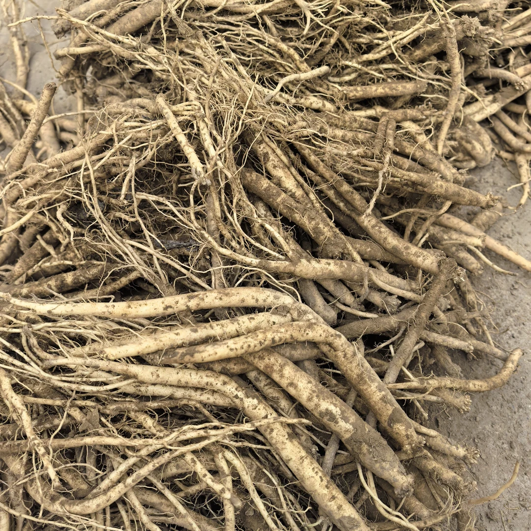 甘肃原产地新鲜党参可煲汤泡水滋补