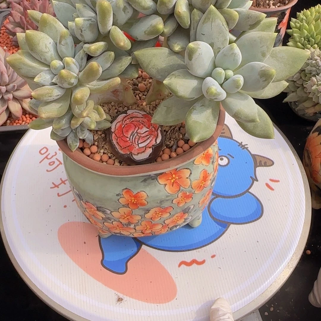 韩版哥特萝莉小树一颗