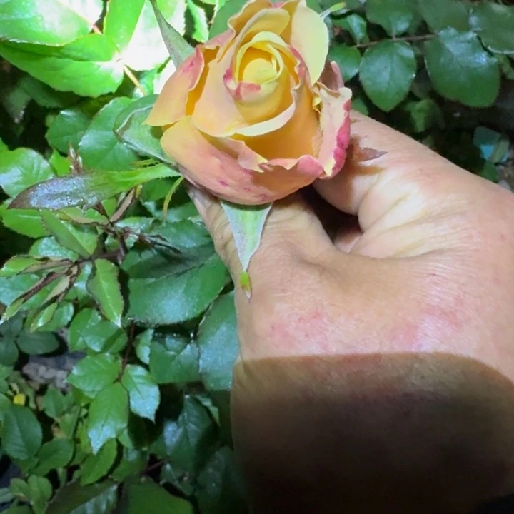 无花朵暖心奶油酥小苗