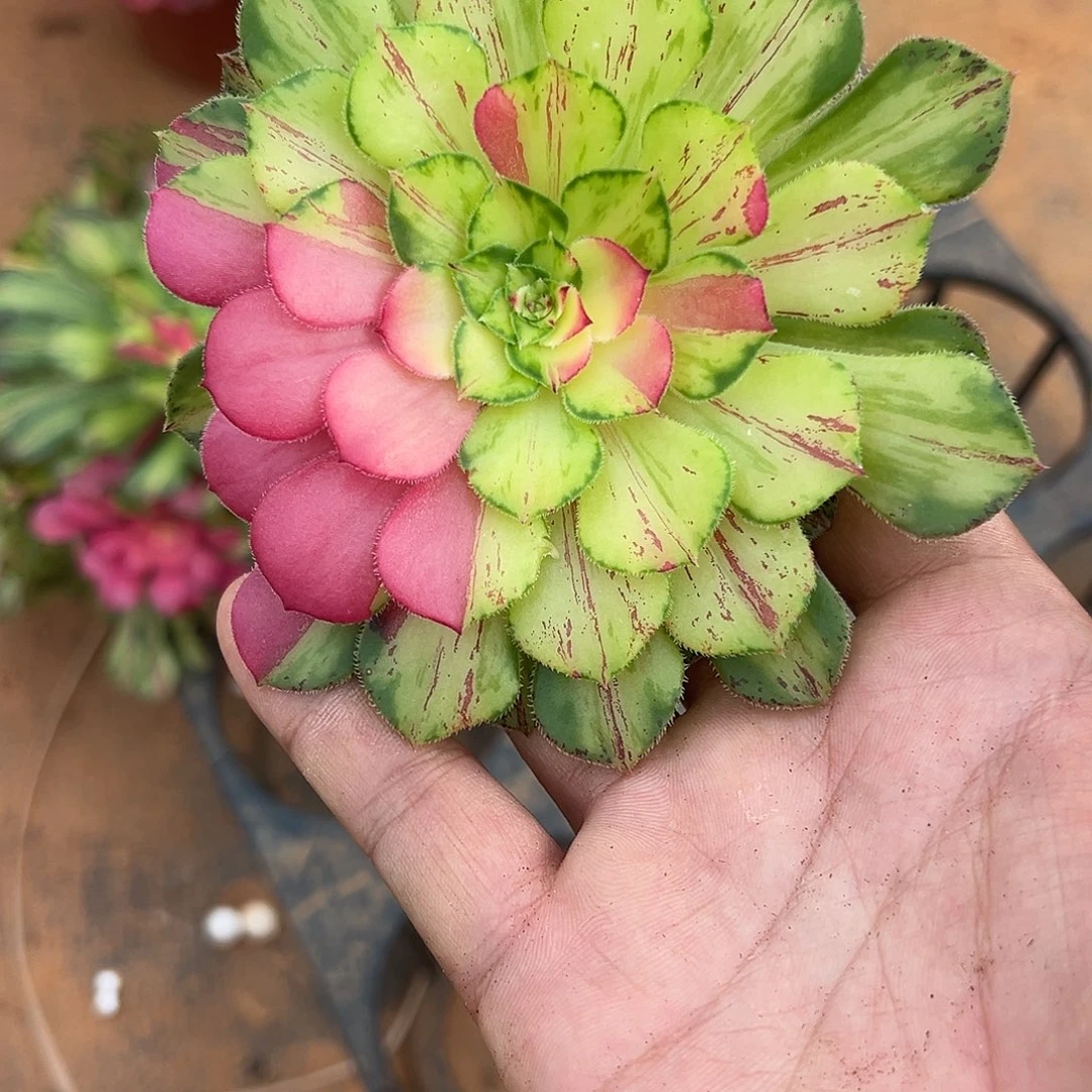 用***8精品多肉植物知否头