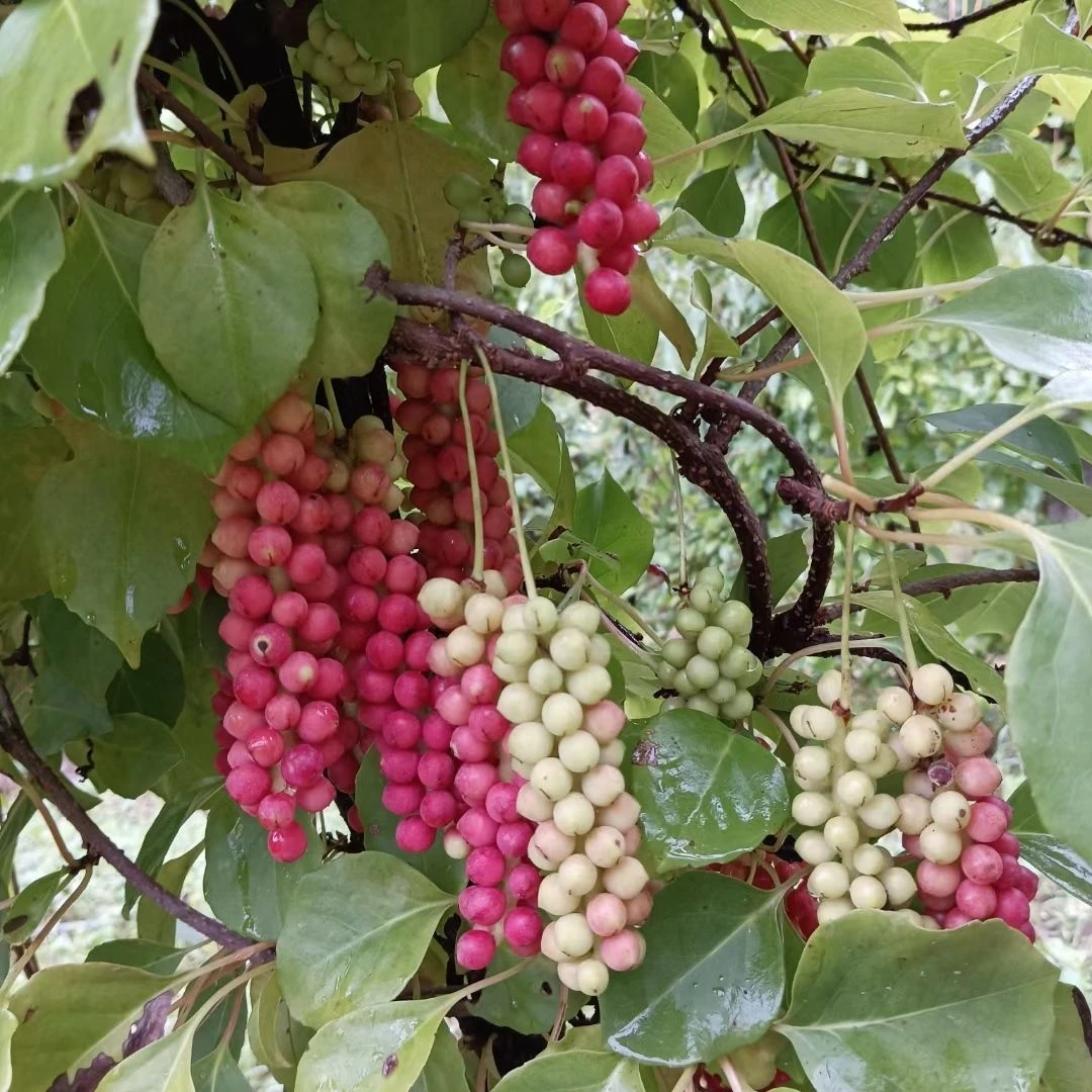 五味子苗 秦岭南五味子苗水果五味子苗基地直发
