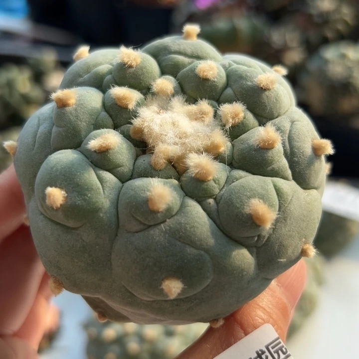 182 可帮发根可发货