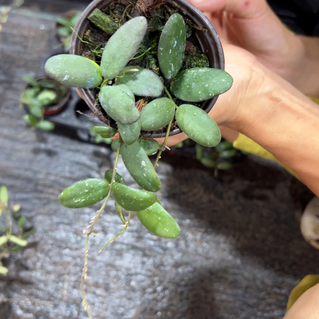 江****无花朵小玉扣球兰