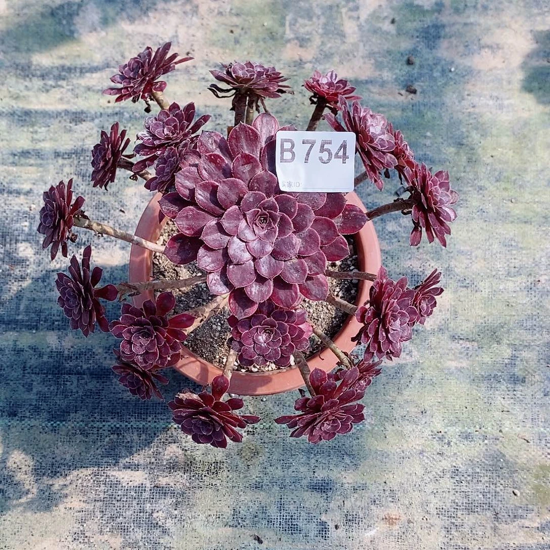 黑天鹅754多肉11111