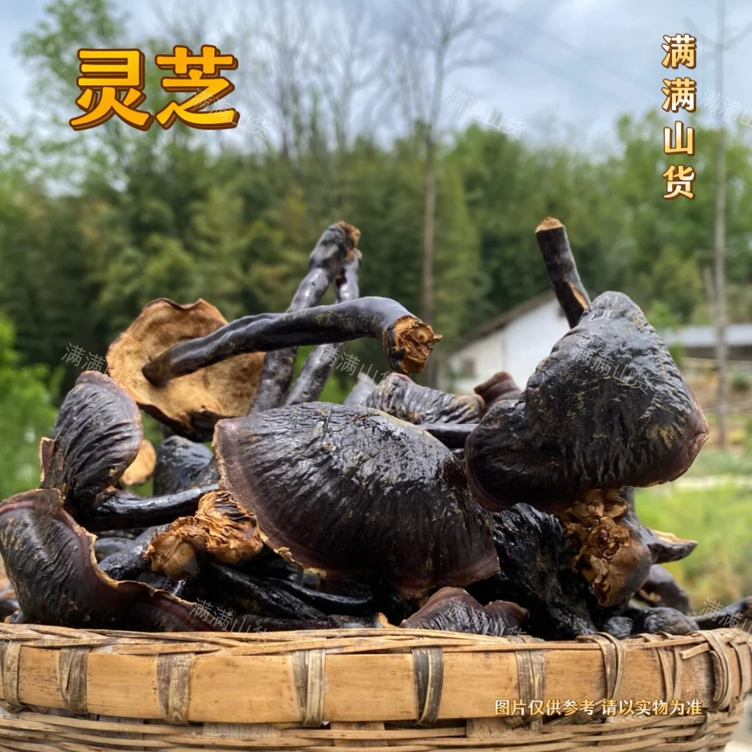 满满   -   灵芝整个