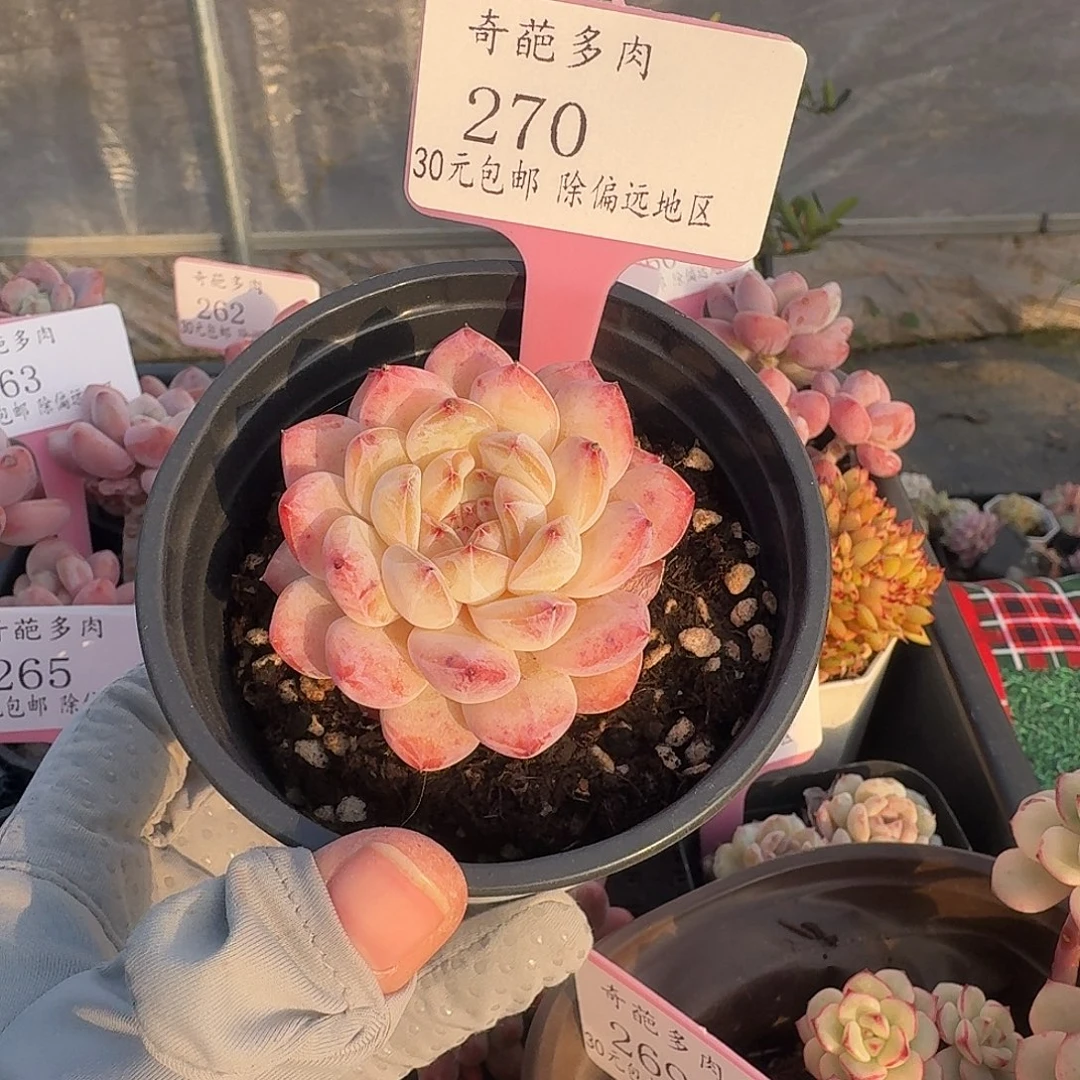 270 脱土 一物一拍 不包整