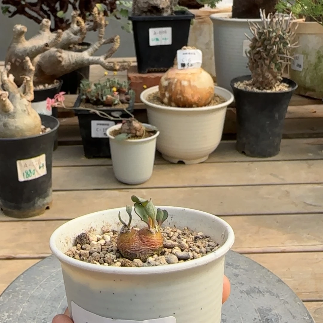 170宙斯厚敦菊不带盆