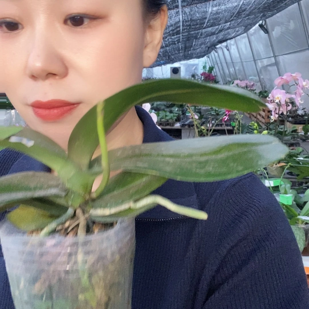 无花朵拉菲蝴蝶兰