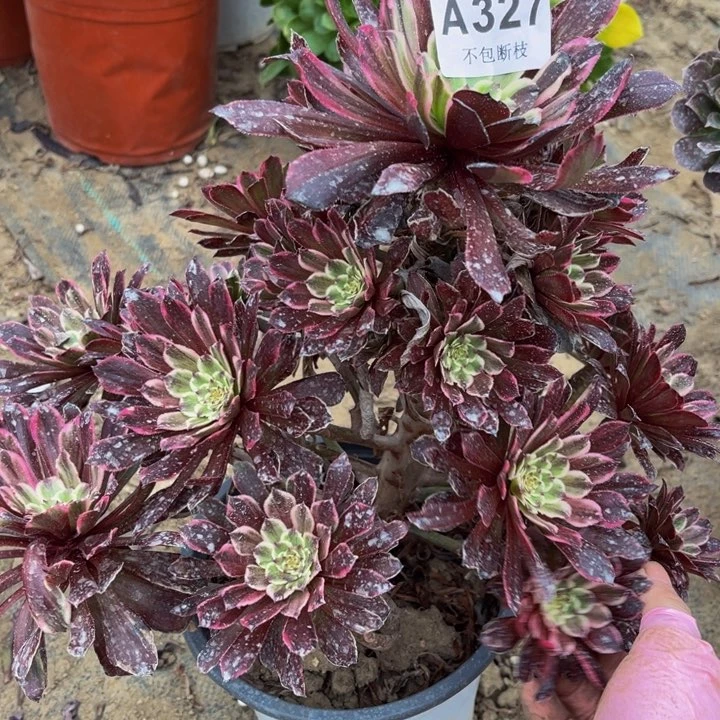 327粉墨多肉法师不包断枝