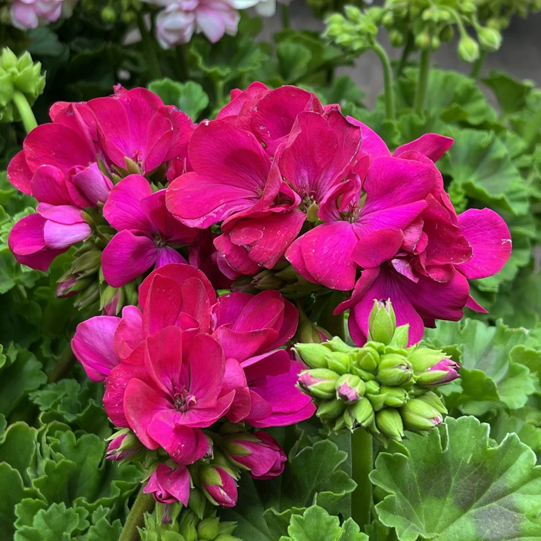 【天竺葵-大力水手紫红】重瓣多年生草本四季开花新手易养好养