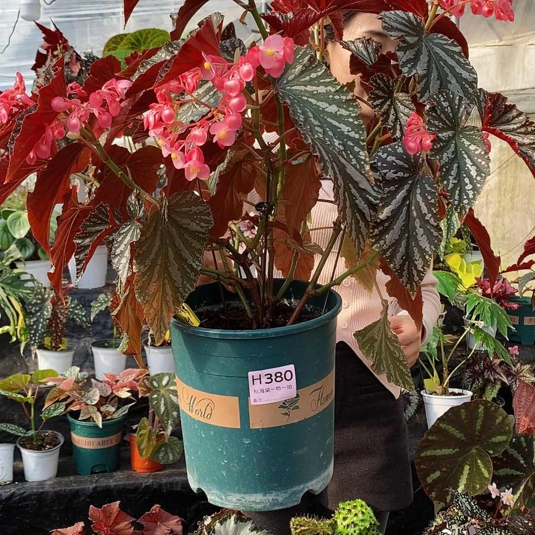 不开花植物一**会秋海棠380