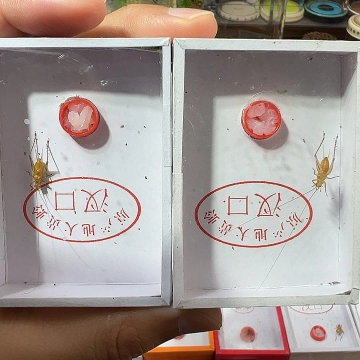 汊口长须大黄蛉——两只