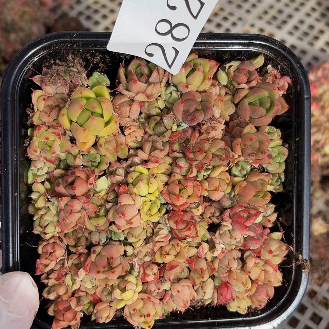 多肉植物多肉植物282