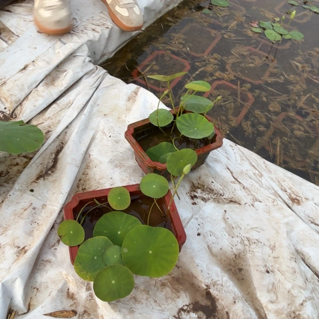 当前无花朵，栽培后可花朵轻*兄绿珠 皓月11号