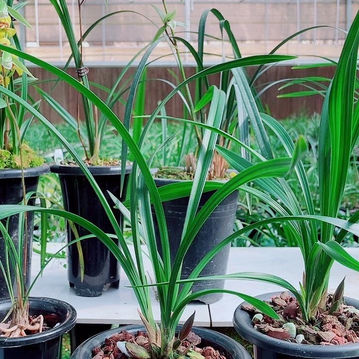 张***明无花朵一物一漂亮开