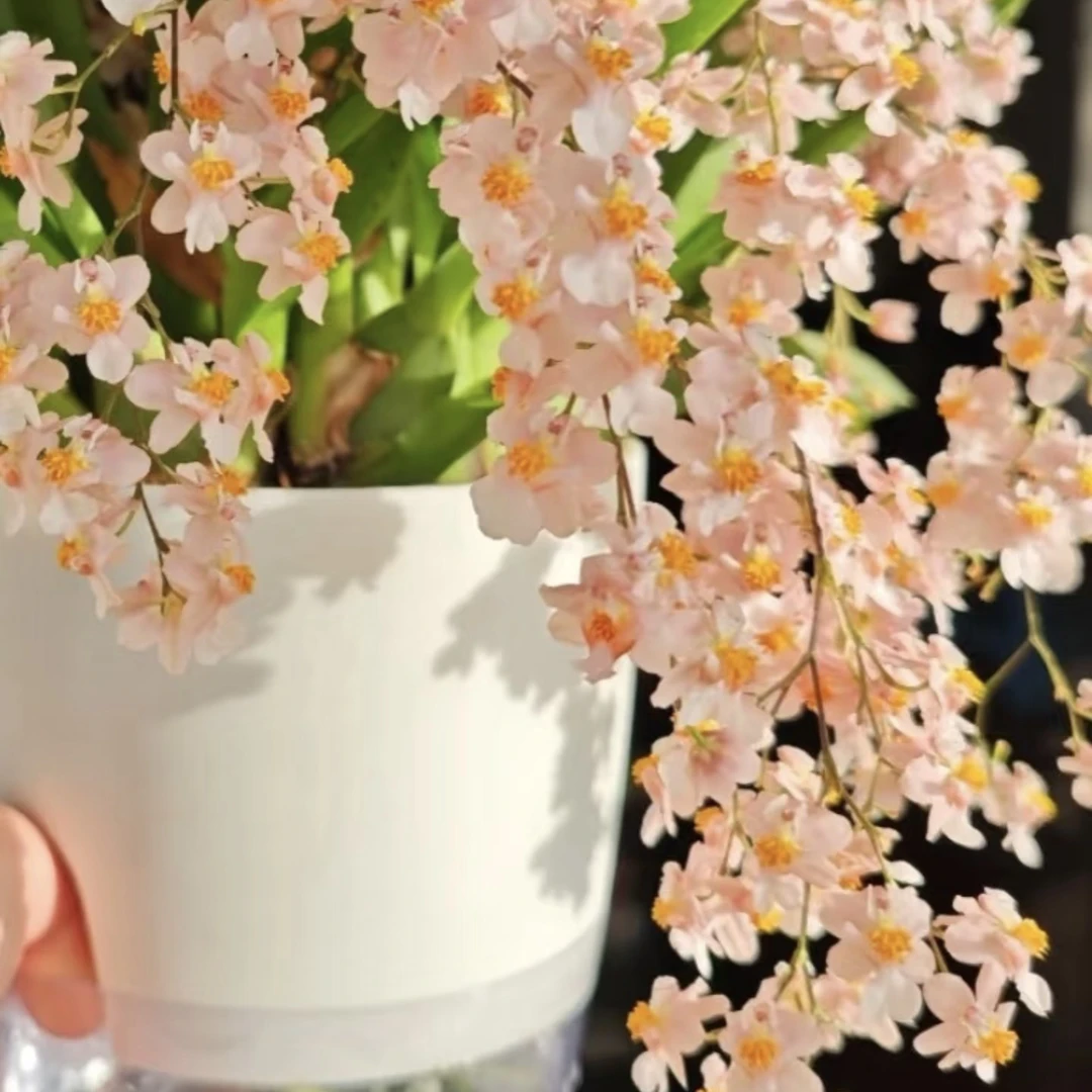 香槟粉梦香兰 带花剑发货 开花带香味  渐变色梦香兰