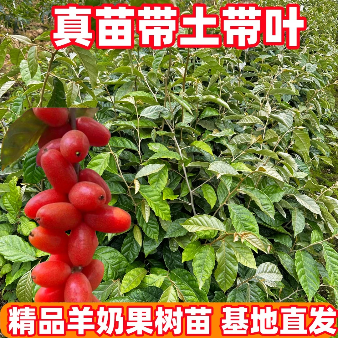 正品德田二号羊奶果树苗羊奶果嫁接苗胡颓子盆栽地栽庭院种植包邮