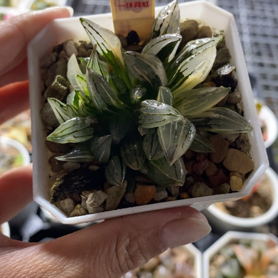 233群生西瓜寿锦一物一图