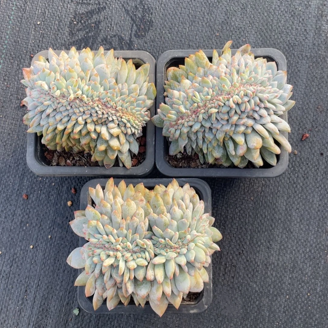 石榴子星影缀化三个有切