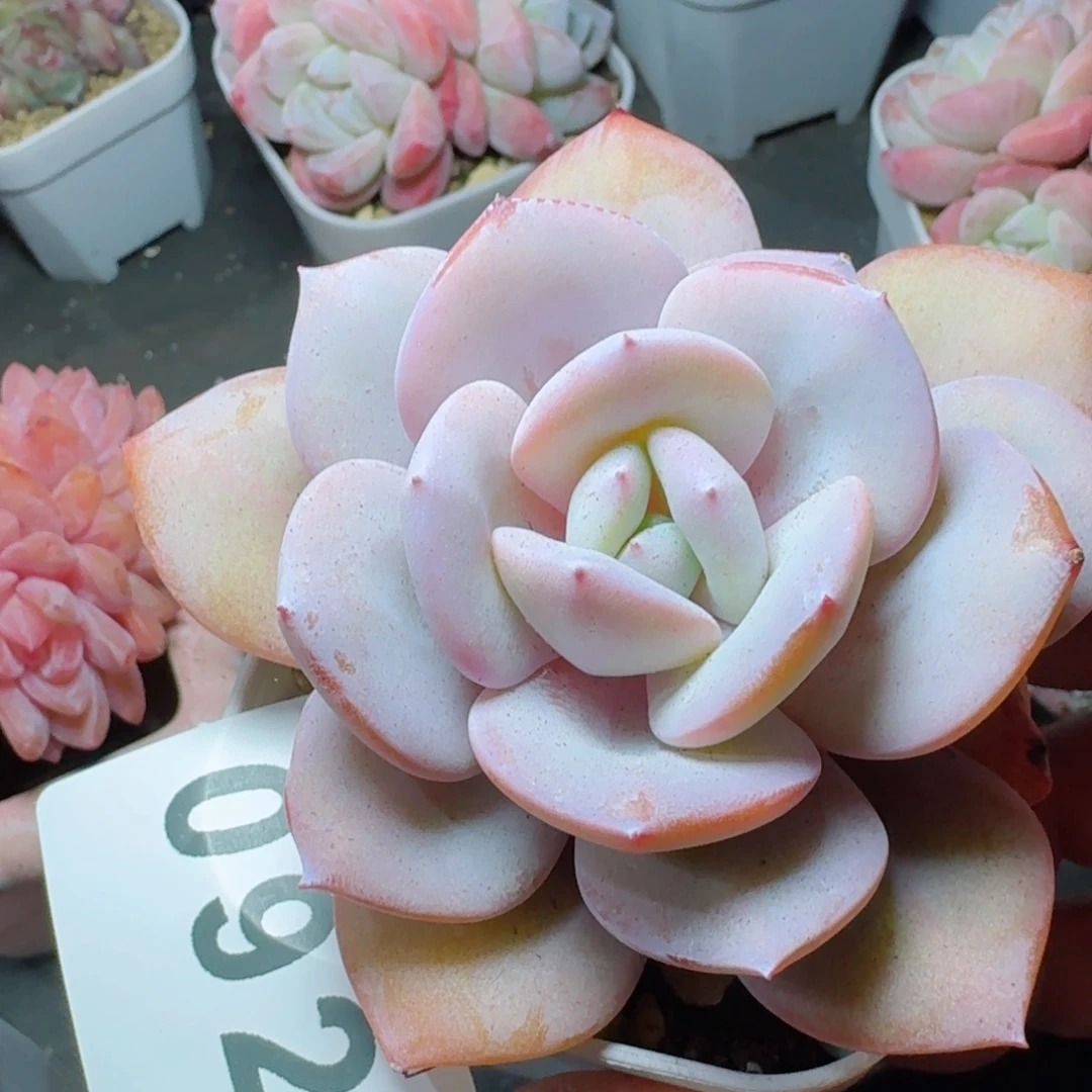 深***羊韩版奶茶      愿你一路坦途，乘风破浪展宏图