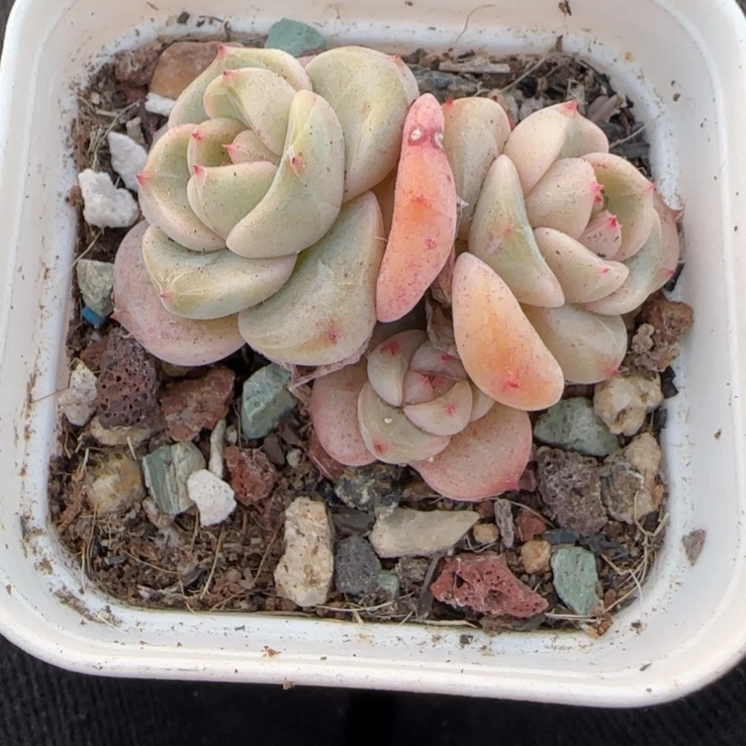 小卡拉米糖心一物一拍