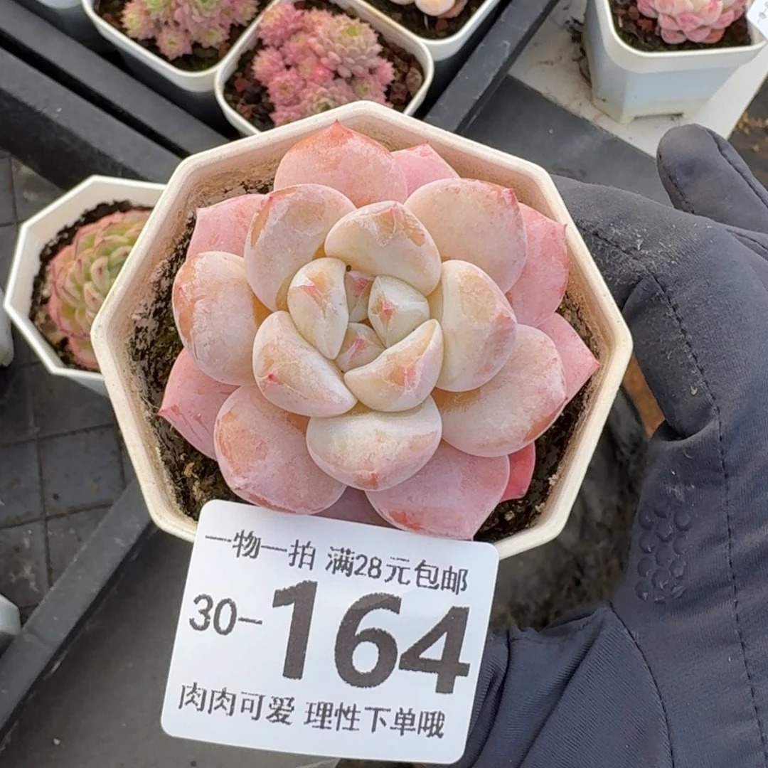 奶芙无盆土发货无