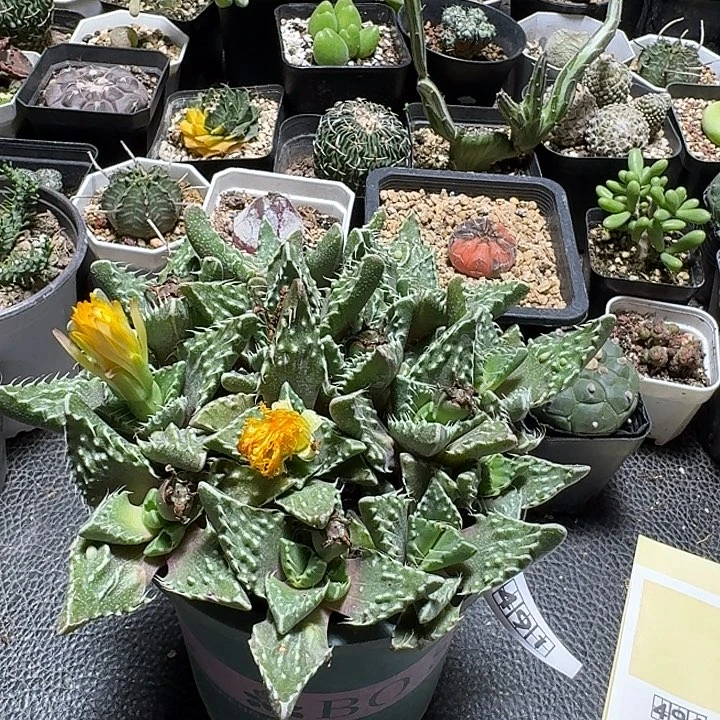 491怒涛脱土发货实生