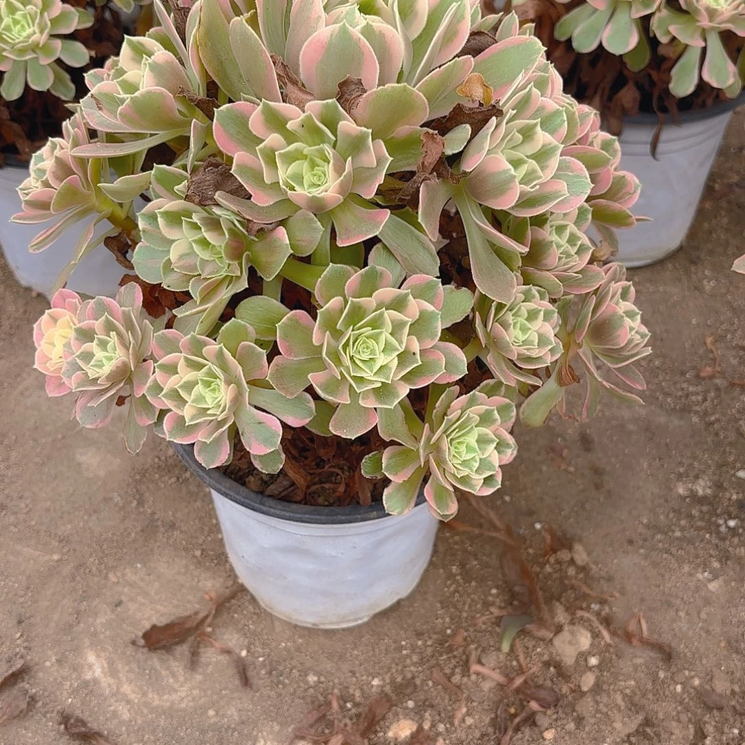 女妖多肉植物手捧