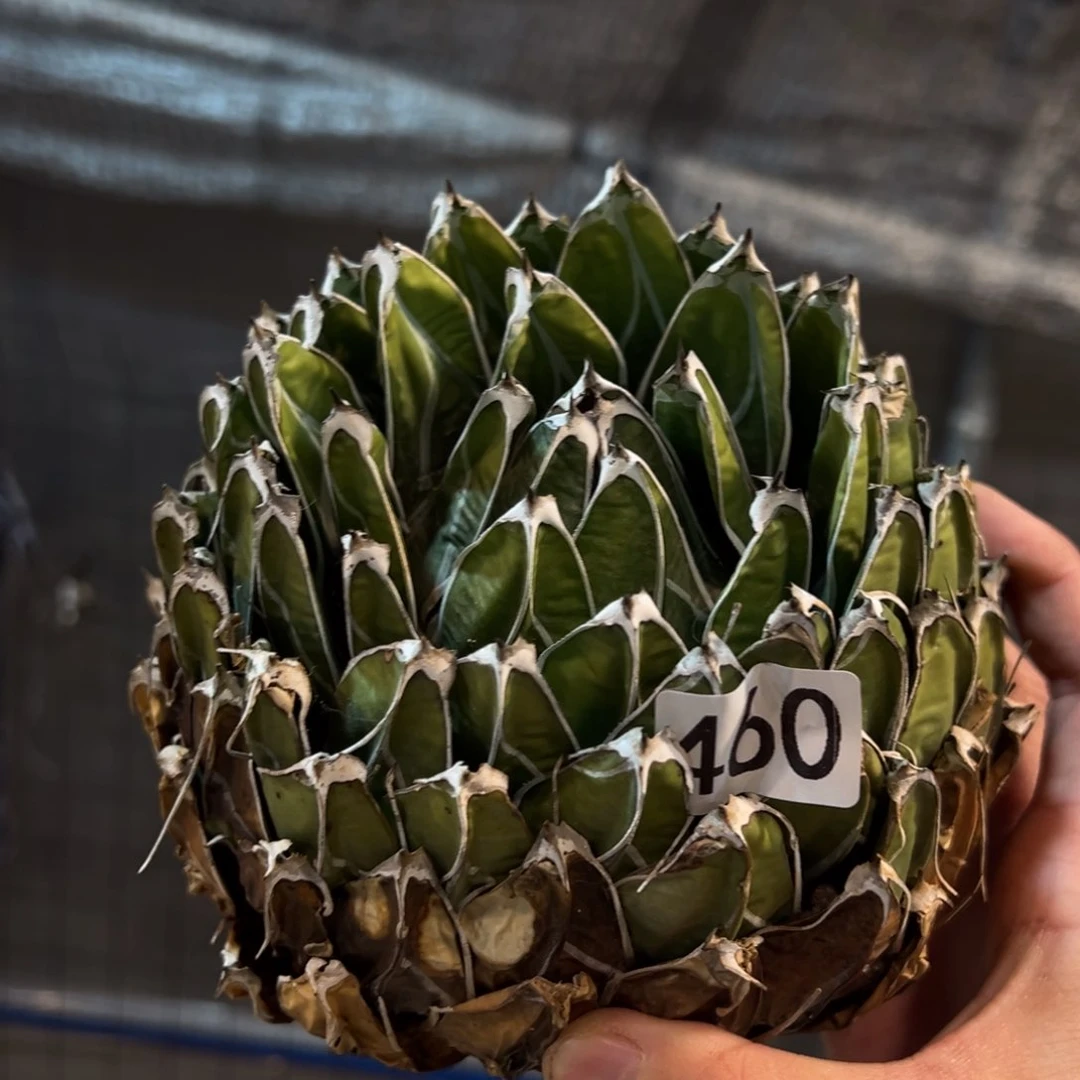 460笹之雪龙舌兰植物脱土发货