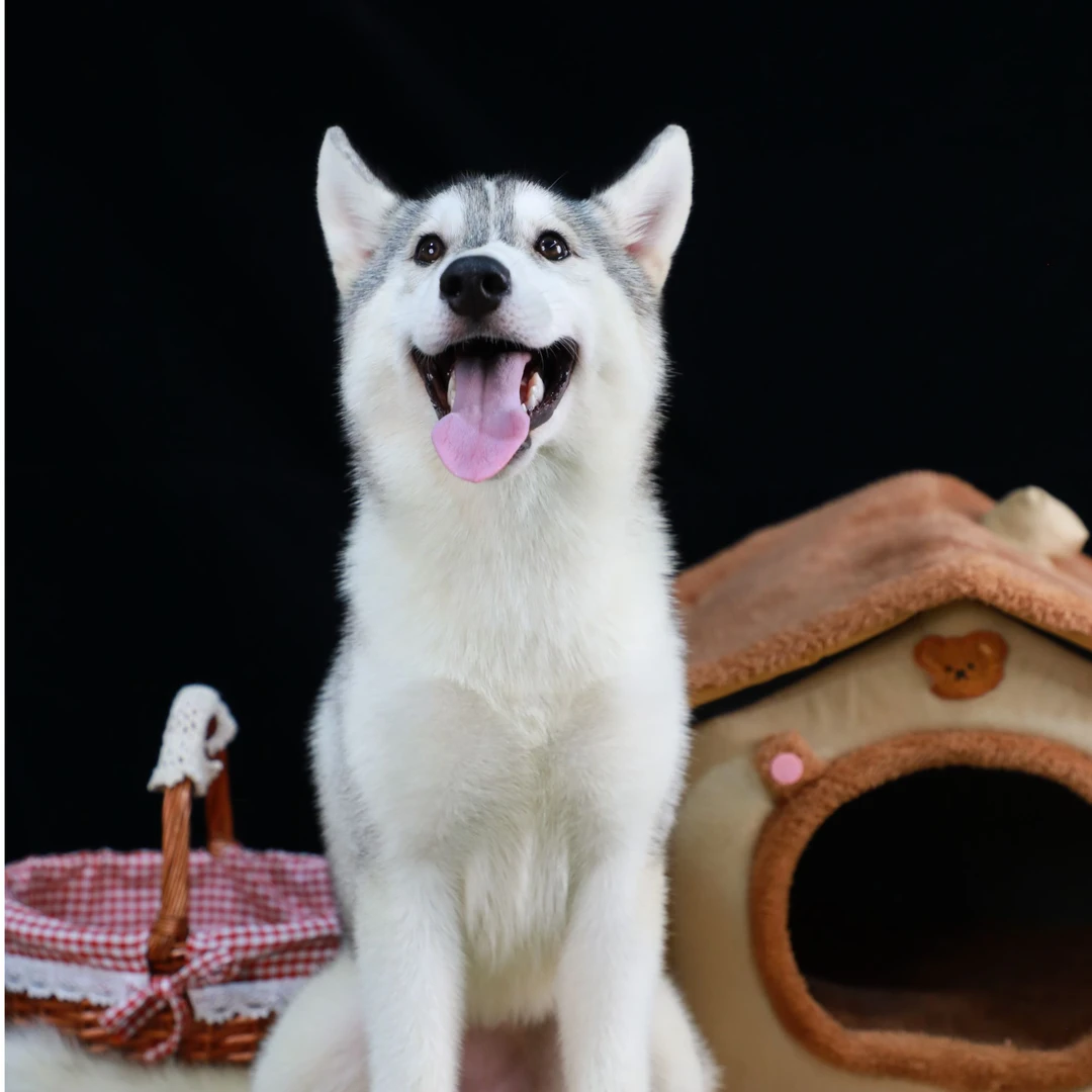 【养犬兄妹】双血统哈士奇