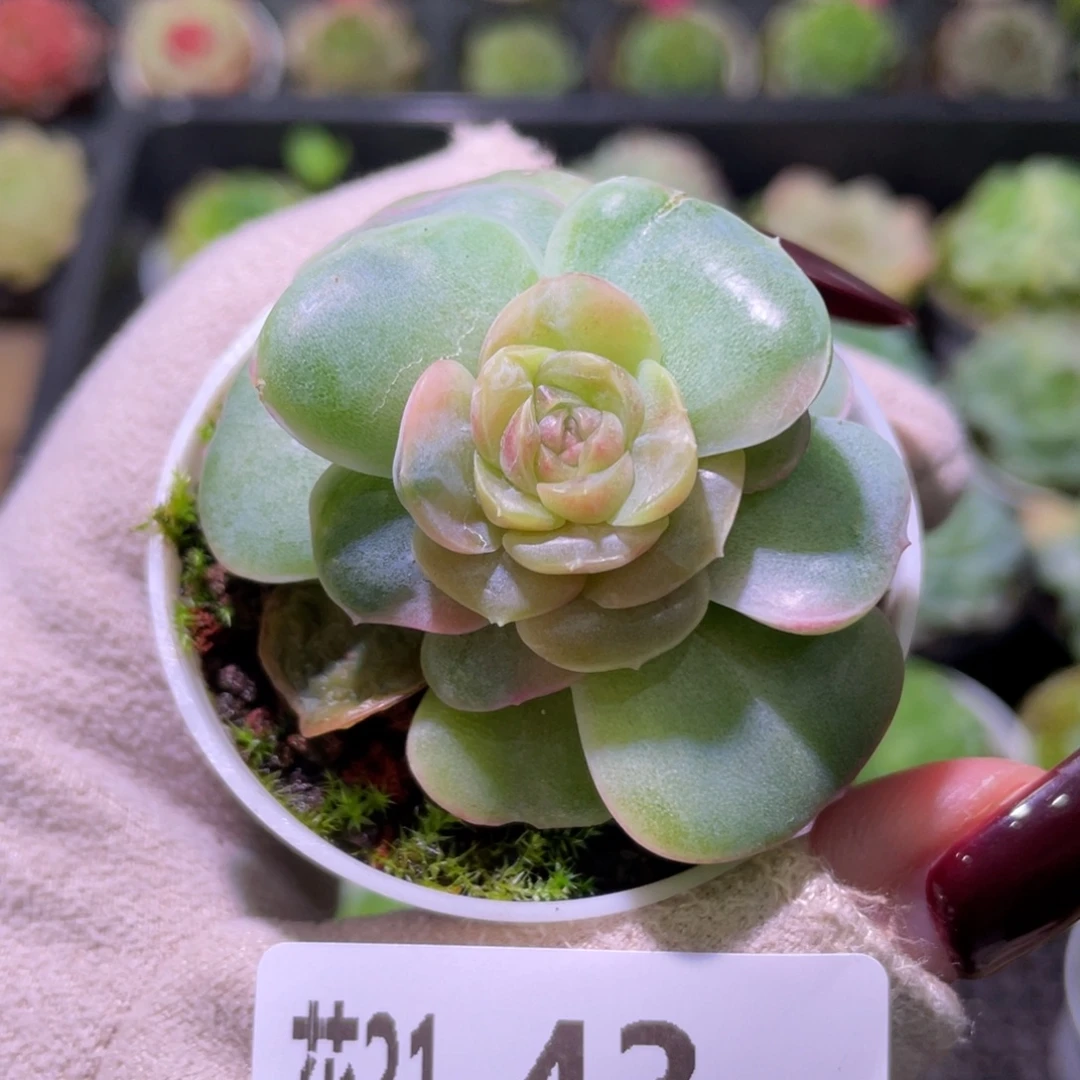 花利美21-43新品单头