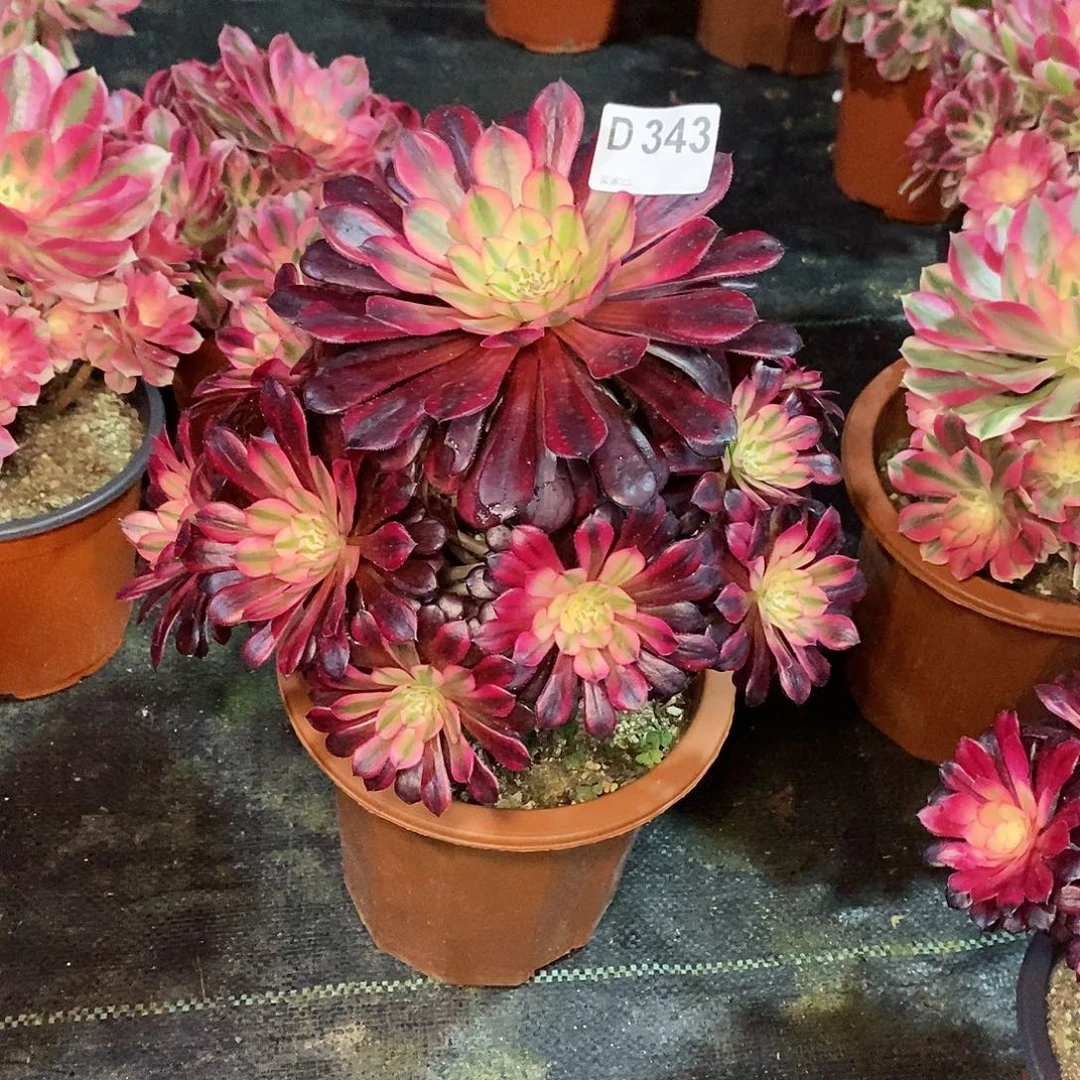 黑铜白343多肉11111