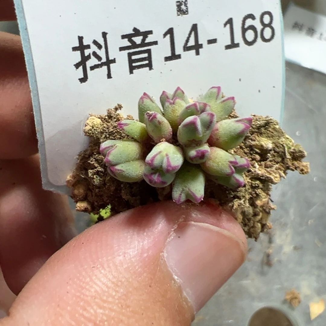 景*?14-168肉锥多肉植物