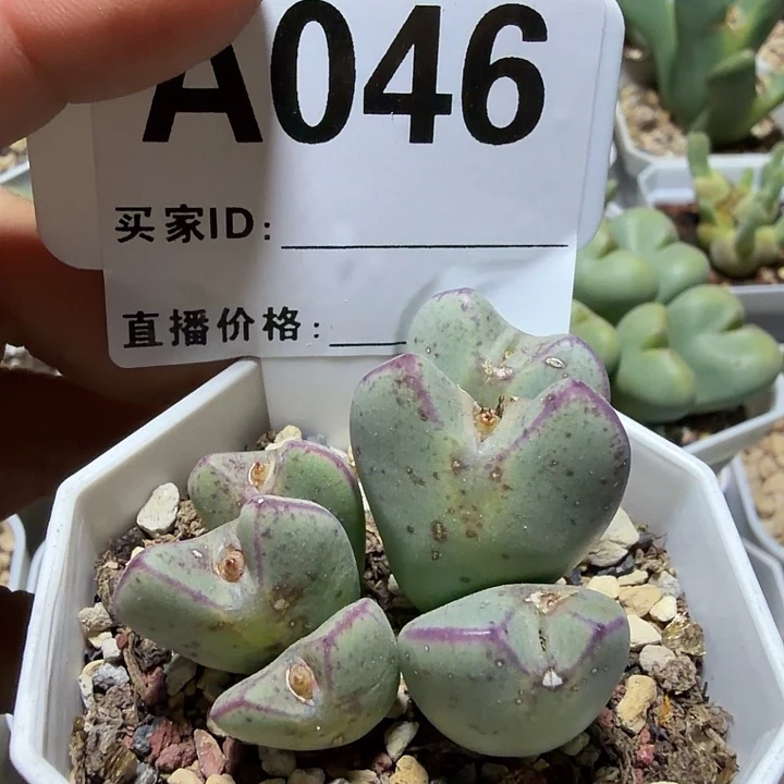 046。多肉植物的生长发育和