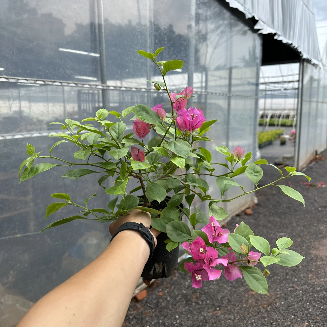 【水果酒】超勤花三角梅带花盆栽推荐可飘枝可造型原盆原土有根系