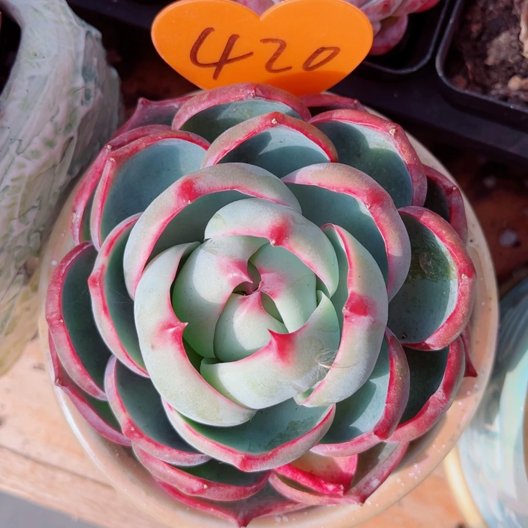 420号小老桩惊鸿仙子单头