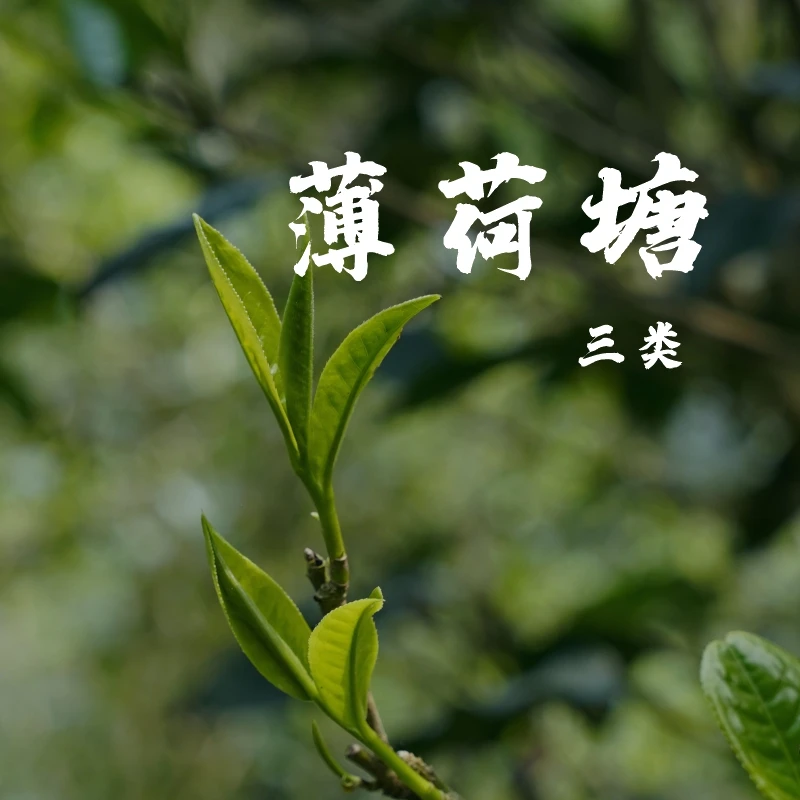 2025年 薄荷塘三类 头春头采 普洱生茶 50g罐装（带茶样）
