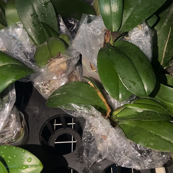 当前无花栽培后可以开花拉斯维加斯2.8苗处理不售后