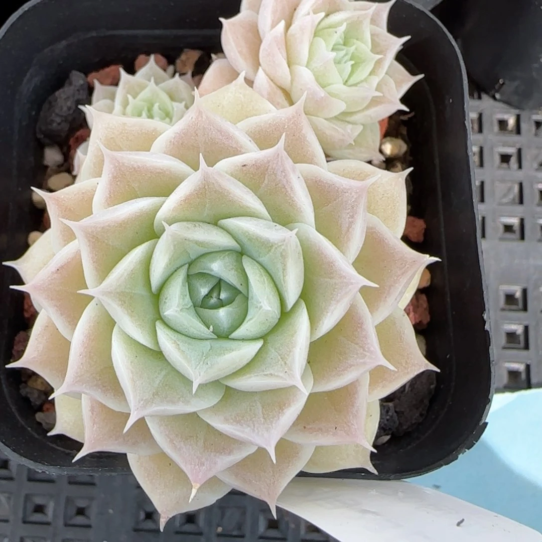 花语逸境0223-178