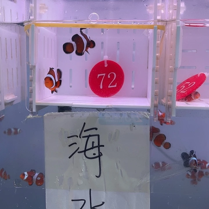 海水鱼精品焦糖玛瑙