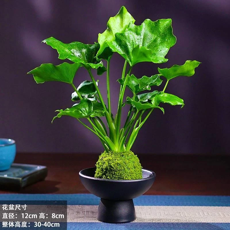 春羽水培植物苔藓球室内客厅办公室耐阴绿植桌面盆栽花卉四季好养