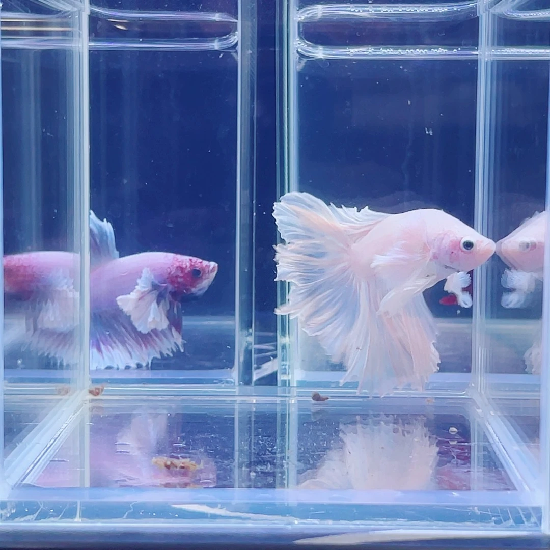 斗鱼印尼斗鱼跑单小黑屋001