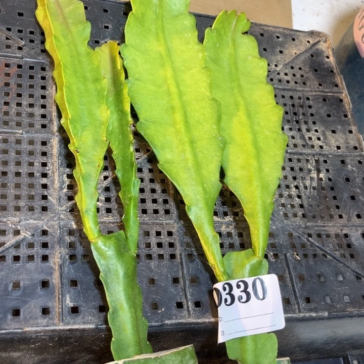 当前无花栽培后可以开花330