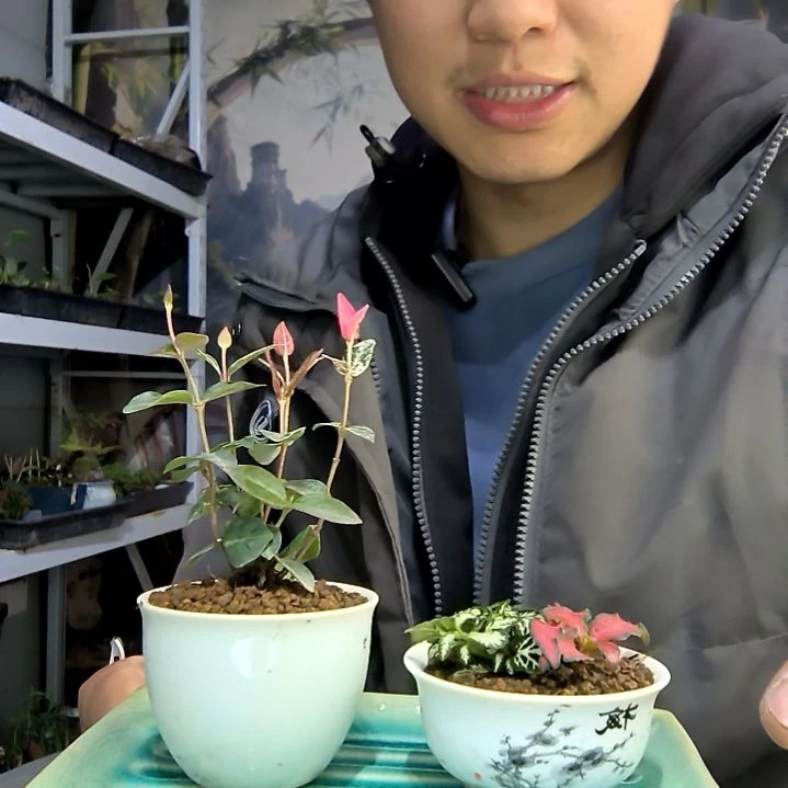掌****姐小盆景小植物一物一拍96